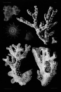 Coral in the nineteenth century
